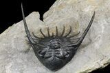 Excellent Kayserops megaspina Trilobite - Bou Lachrhal, Morocco #154302-4
